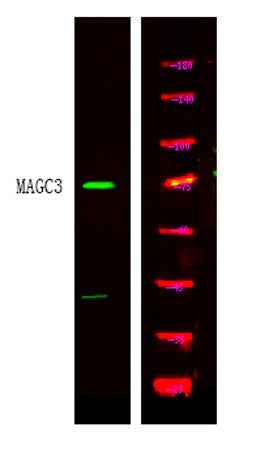 MAGC3 rabbit pAb