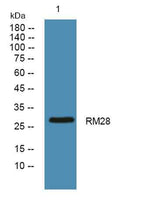RM28 rabbit pAb