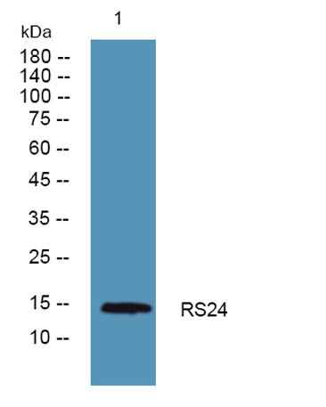 RS24 rabbit pAb
