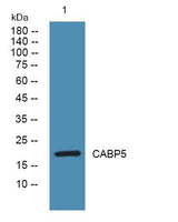 CABP5 rabbit pAb