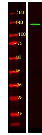 KIF4B rabbit pAb