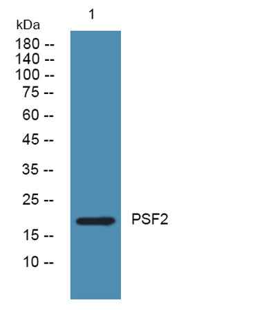 PSF2 rabbit pAb