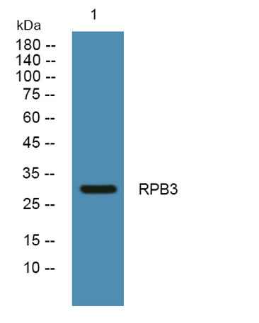 RPB3 rabbit pAb