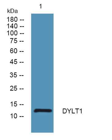 DYLT1 rabbit pAb