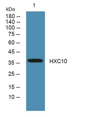 HXC10 rabbit pAb