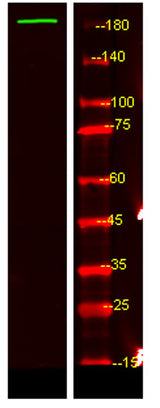 UBP54 rabbit pAb 50µL/100µL
