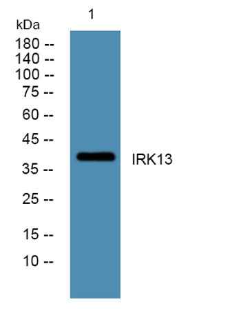 IRK13 rabbit pAb