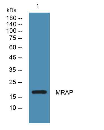 MRAP rabbit pAb