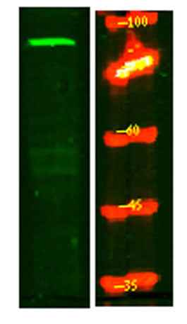 MPP8 rabbit pAb