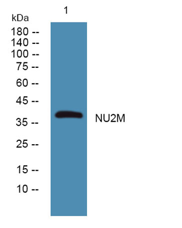 NU2M rabbit pAb 50µL/100µL