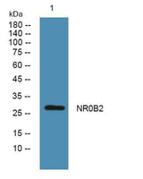 NR0B2 rabbit pAb