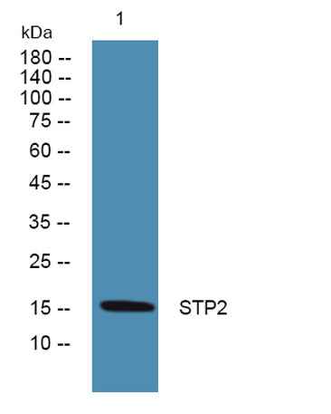 STP2 rabbit pAb