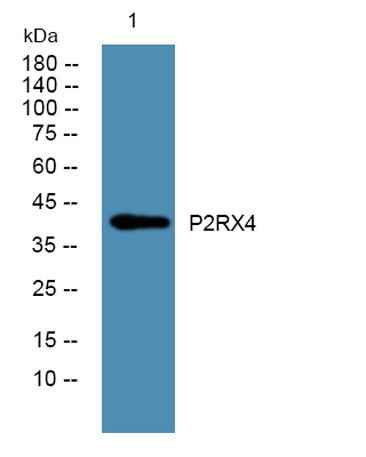 P2RX4 rabbit pAb