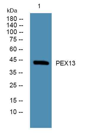 PEX13 rabbit pAb