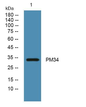 PM34 rabbit pAb
