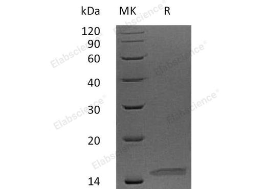 > 98 % as determined by reducing SDS-PAGE.