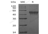> 95 % as determined by reducing SDS-PAGE.