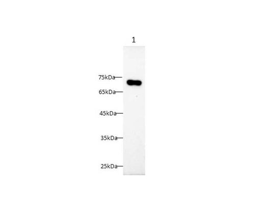 Anti-Human CD86 Antibody - ABMIUM