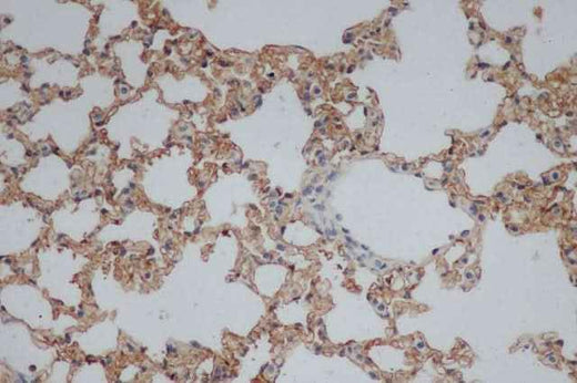 Anti-Rat CD244 Antibody