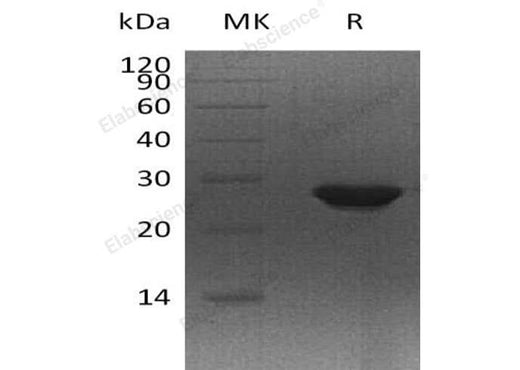 > 95 % as determined by reducing SDS-PAGE.