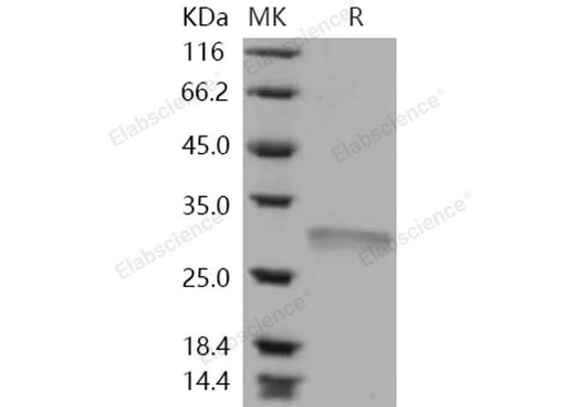 > 94 % as determined by reducing SDS-PAGE.