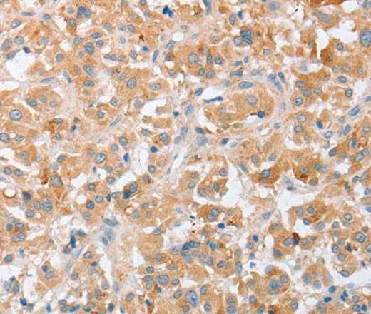 Anti-Human SIGLEC9 Antibody