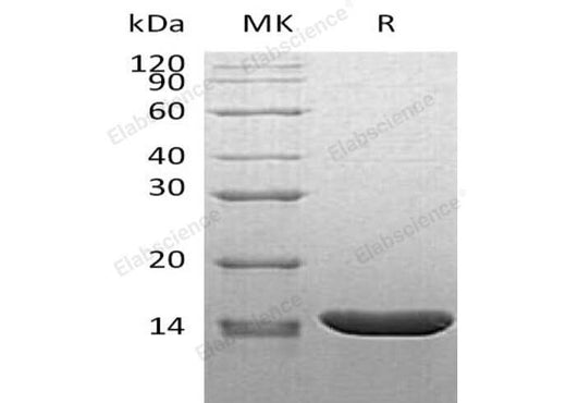 > 95 % as determined by reducing SDS-PAGE.