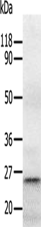 Anti-Human/Mouse/Rat RAB5A Antibody - ABMIUM