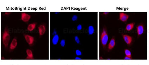 HELA cells were co-stained with MitoBright Deep Red Probe and DAPI Reagent (25 μg/mL) (E-CK-A163).