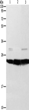 Anti-Human/Mouse/Rat SIGMAR1 Antibody - ABMIUM