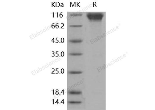 > 90 % as determined by reducing SDS-PAGE.