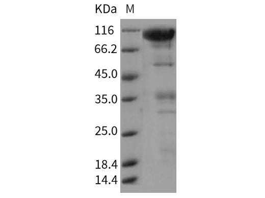 > 85 % as determined by reducing SDS-PAGE.