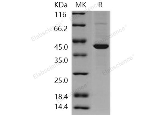 > 82 % as determined by reducing SDS-PAGE.