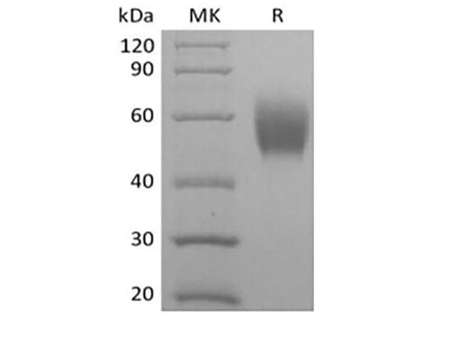 > 95 % as determined by reducing SDS-PAGE.
