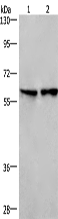 Anti-Human/Mouse CD244 Antibody - ABMIUM