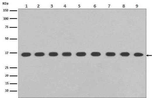 Anti-GAPDH Rabbit Monoclonal Antibody Boster Bio