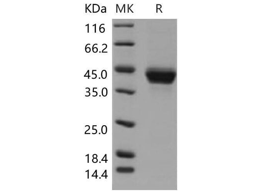 > 92 % as determined by reducing SDS-PAGE.