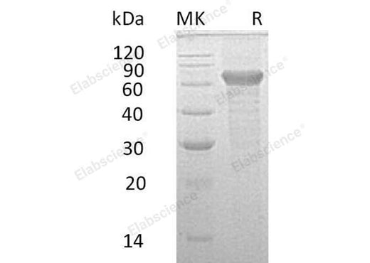 > 90 % as determined by reducing SDS-PAGE.