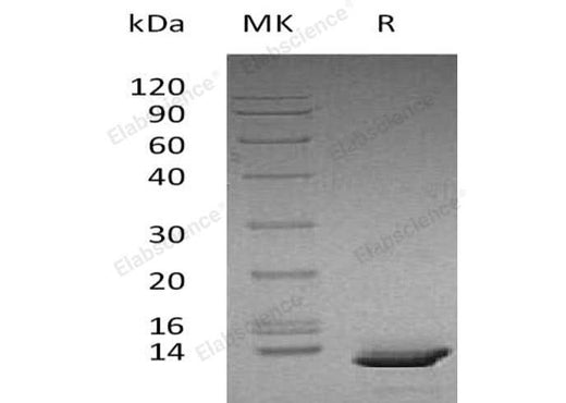 > 98 % as determined by reducing SDS-PAGE.