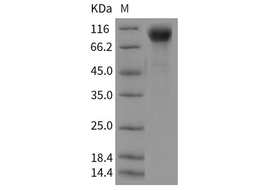 > 95 % as determined by reducing SDS-PAGE.