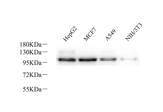 Western Blot analysis of various samples using Na+/K+-ATPase alpha1 Polyclonal Antibodyat dilution of 1:800.
