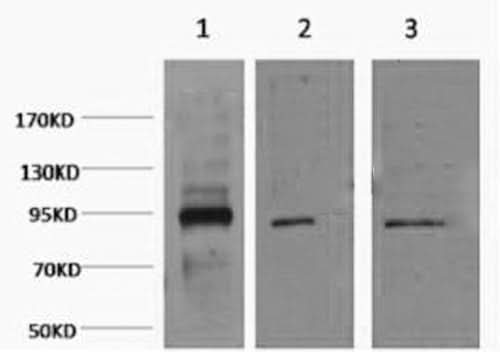 Western Blot analysis of 1) Hela, 2) Jurkat, 3) HepG2 cells using Oct-1 Monoclonal Antibody at dilution of 1:2000.