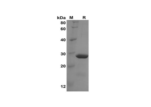 SDS-PAGE analysis of Human NUCB2 proteins, 2 μg/lane of Recombinant Human NUCB2 proteins was resolved with SDS-PAGE under reducing conditions, showing bands at 29 kDa.