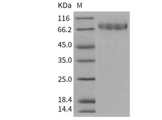> 95 % as determined by reducing SDS-PAGE.
