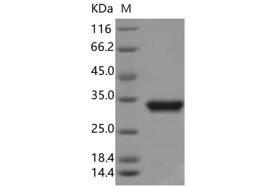 > 90 % as determined by reducing SDS-PAGE.