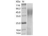 > 95 % as determined by reducing SDS-PAGE.