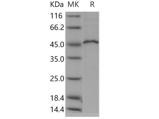 > 90 % as determined by reducing SDS-PAGE.