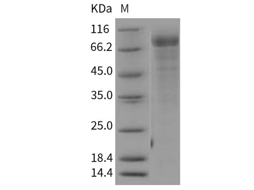 > 80 % as determined by reducing SDS-PAGE.