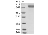 > 95 % as determined by reducing SDS-PAGE.
