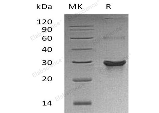 > 90 % as determined by reducing SDS-PAGE.